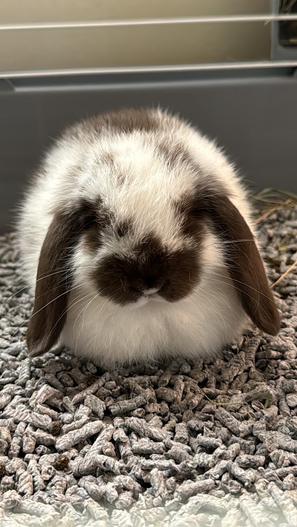 Il Furetto & Co-Negozio di animali