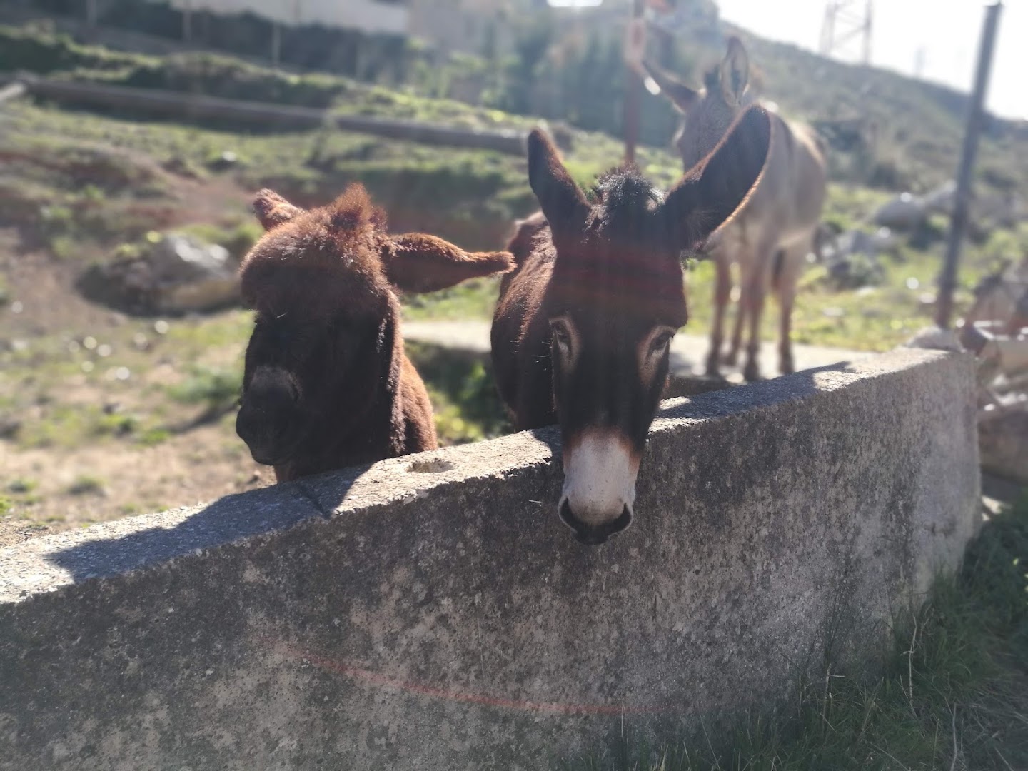 Il Gattopardo - Agriturismo Ristorante- Pizzeria (TORRETTA -PA)