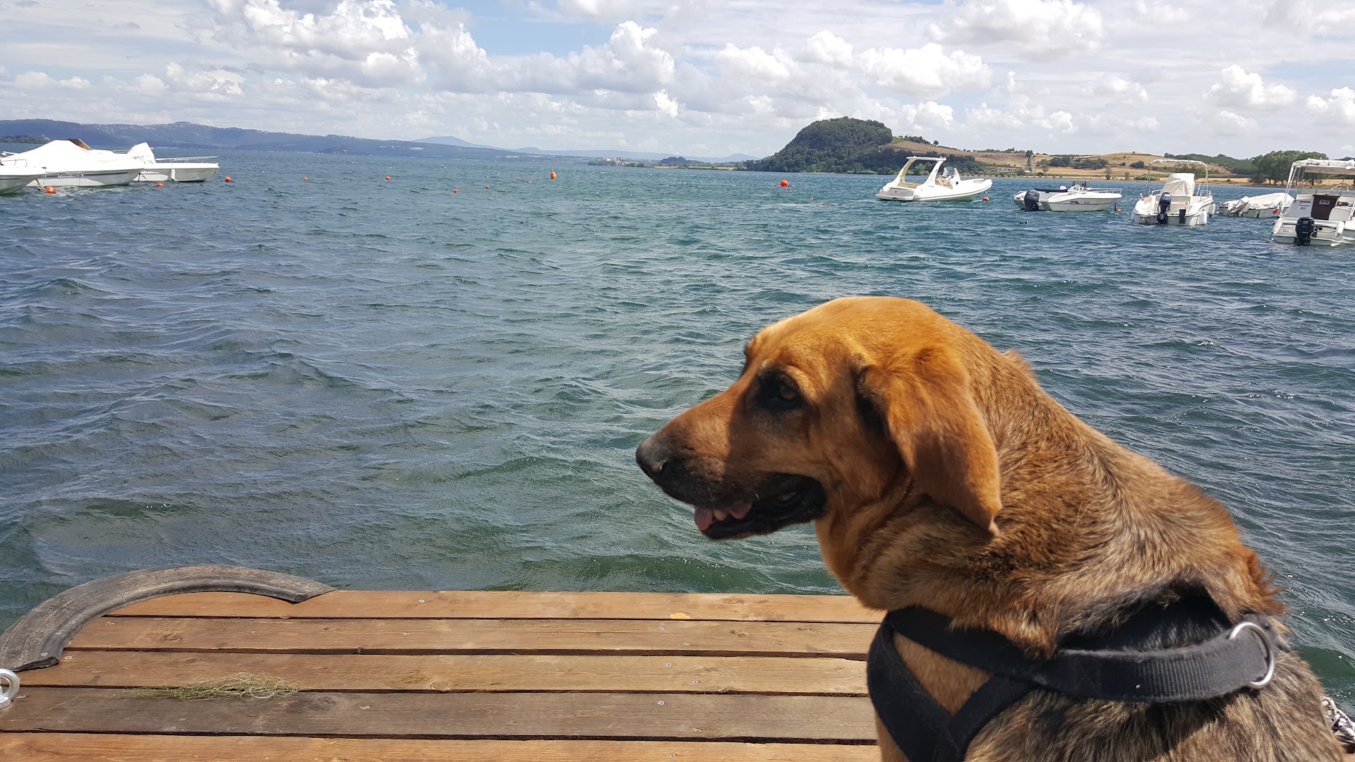 Il Leone e La Vite