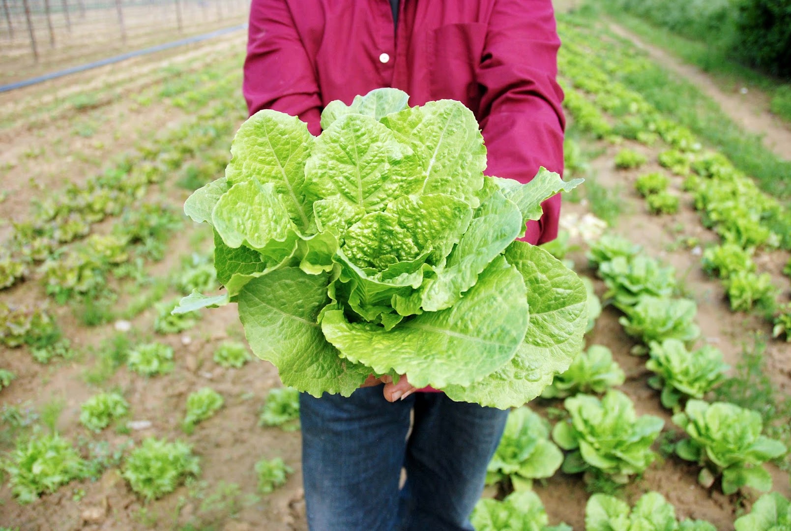 Il Mercatale - Mercato Coperto degli Agricoltori, Montevarchi