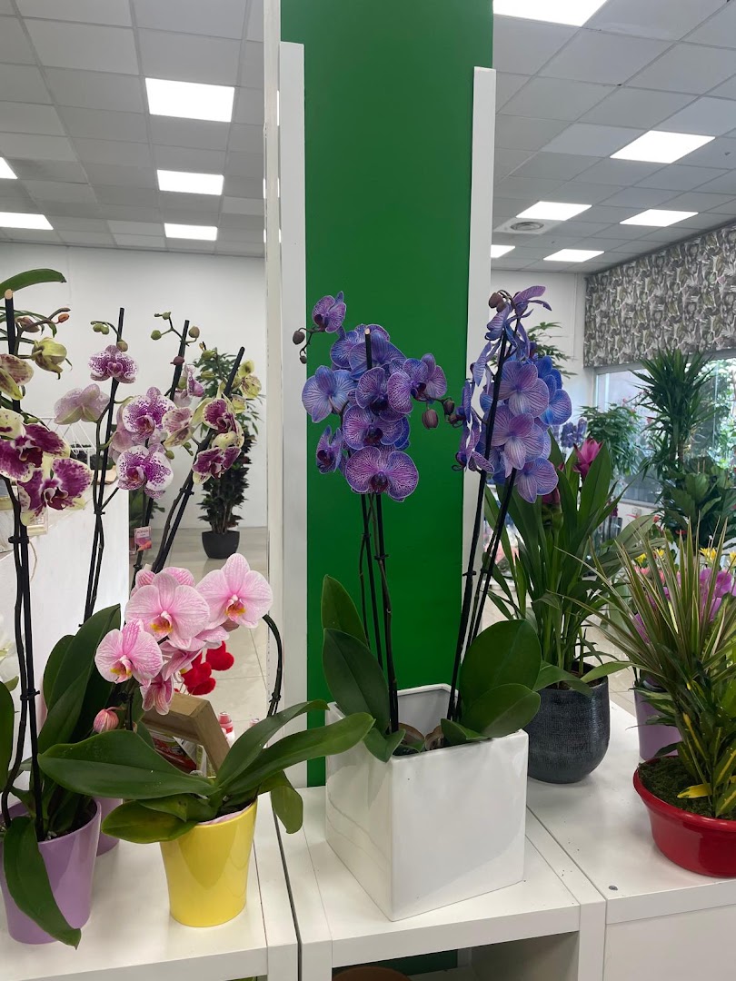 Il Mercato Piante e Fiori