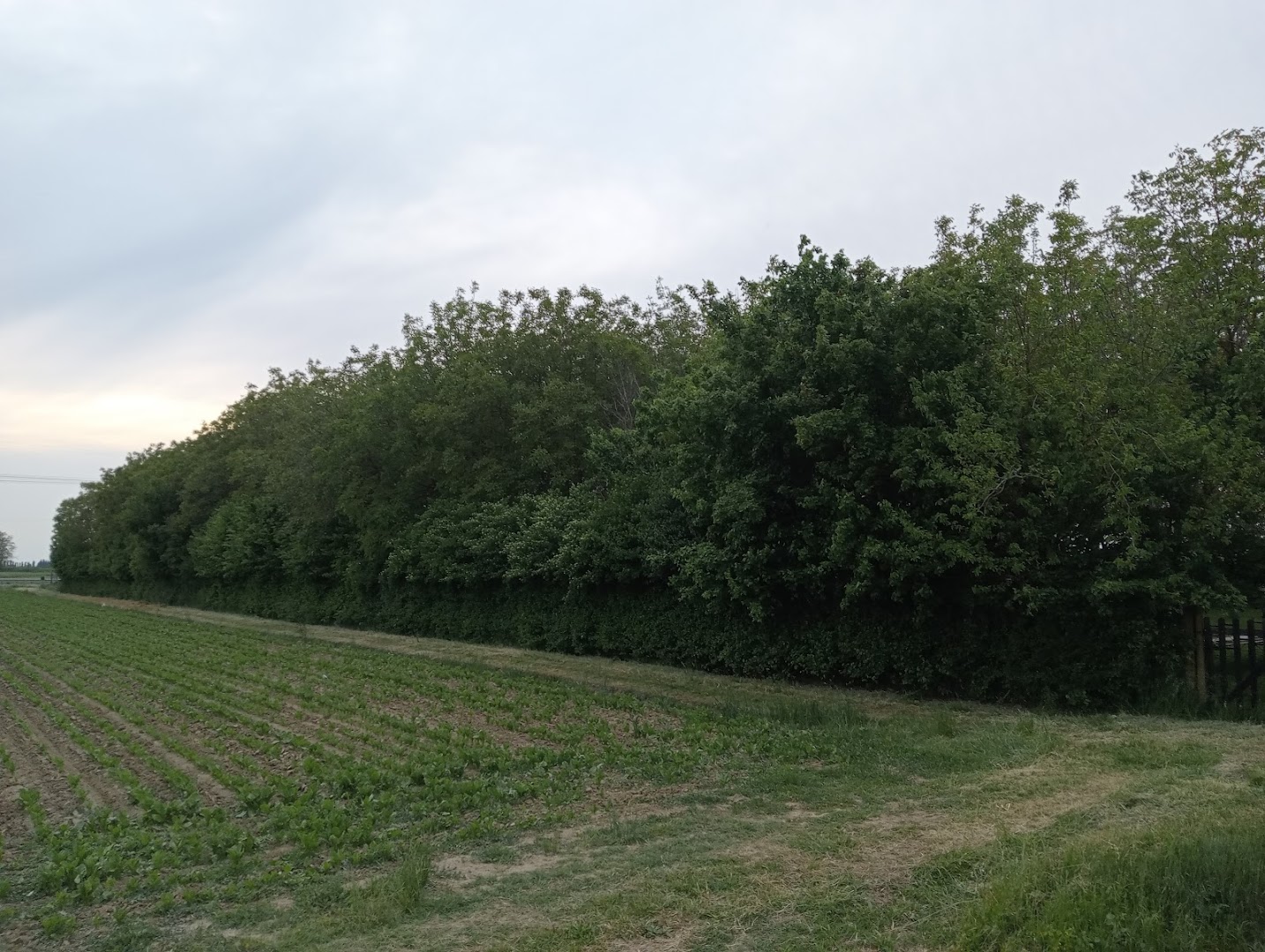 Il Noceto Modena Parco Attrezzato per Grigliate Feste, Eventi.