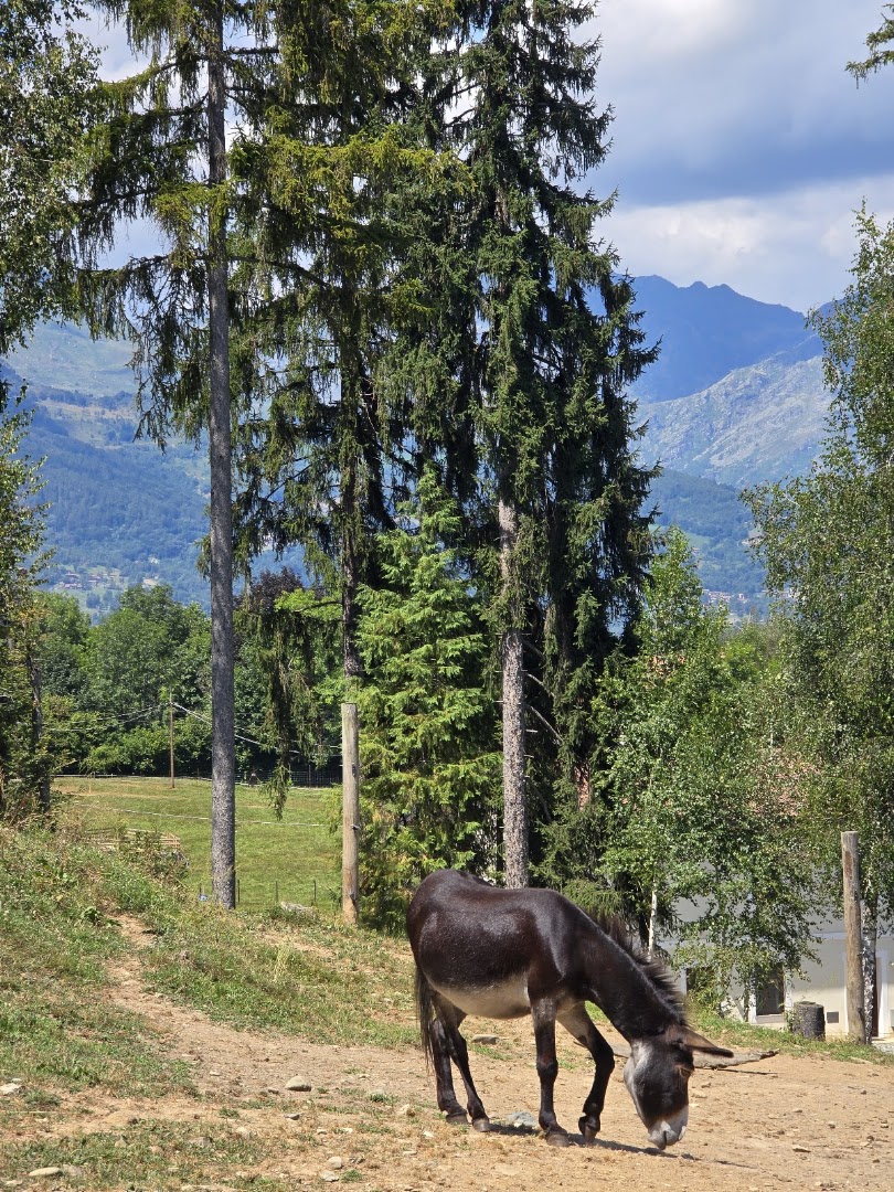 Il Rifugio degli asinelli