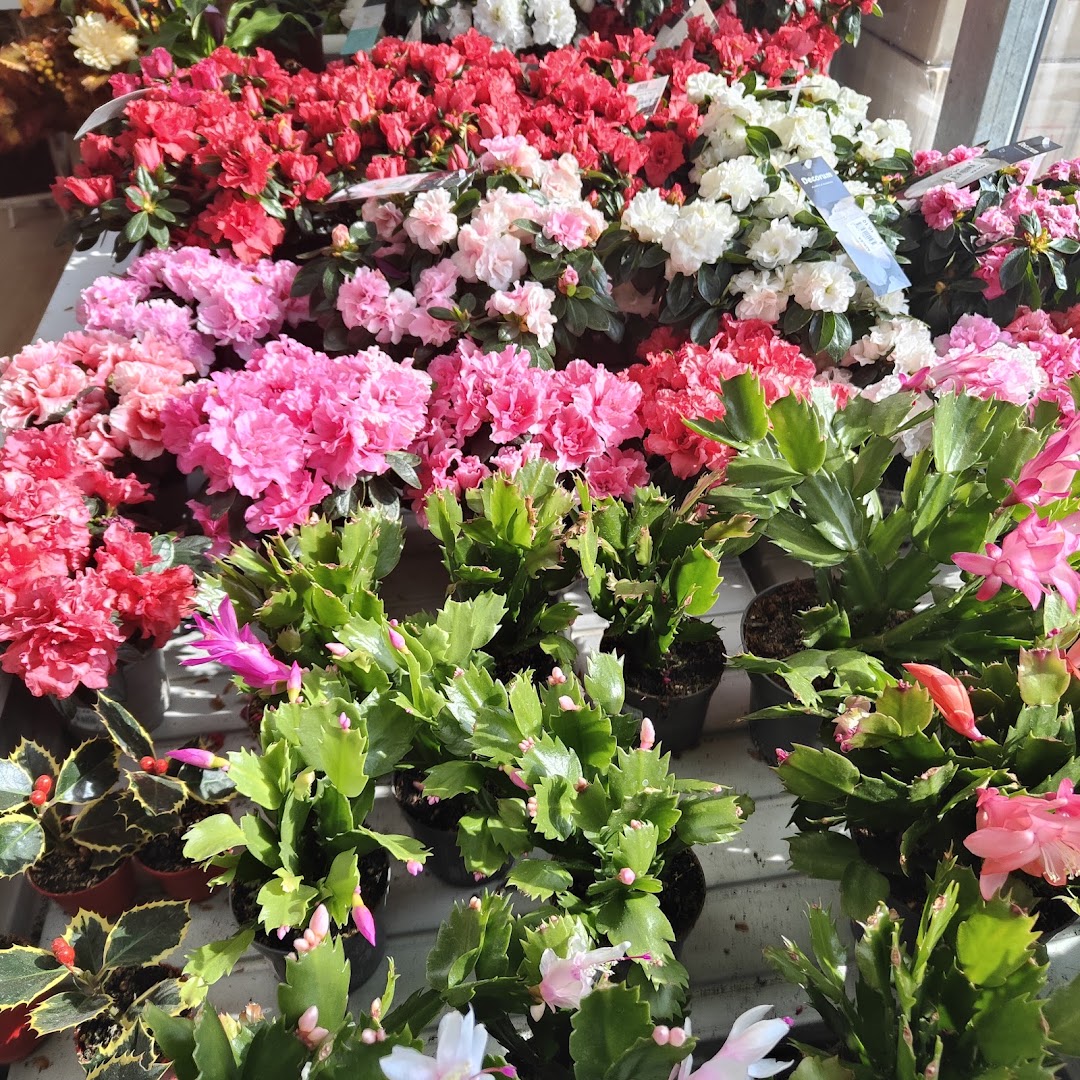 Il Tulipano Garden "Soc. Agr. Il Tulipano di Angeli Dante & C. SS"