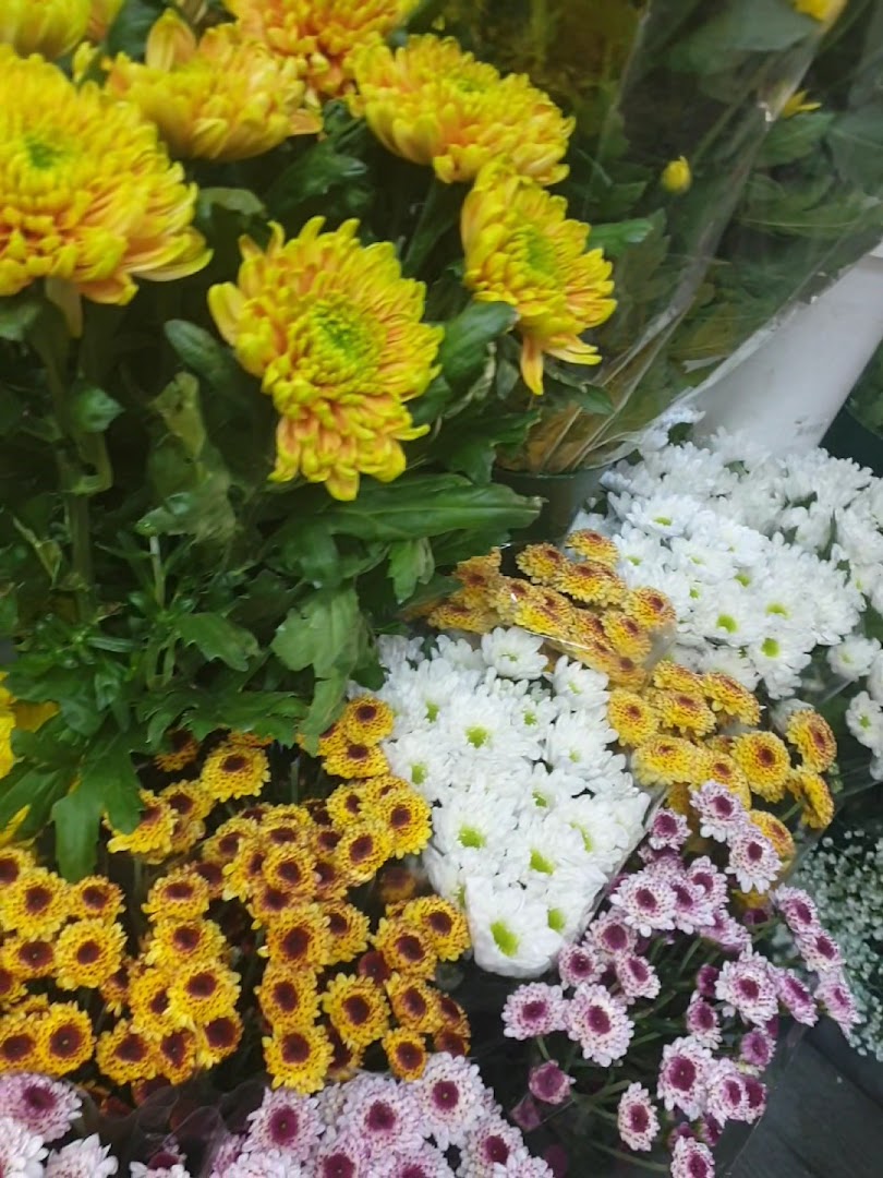 Indipendenza Florita