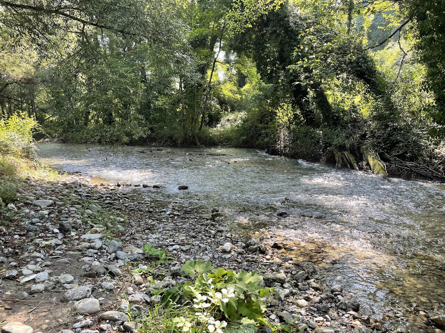 Infopollino