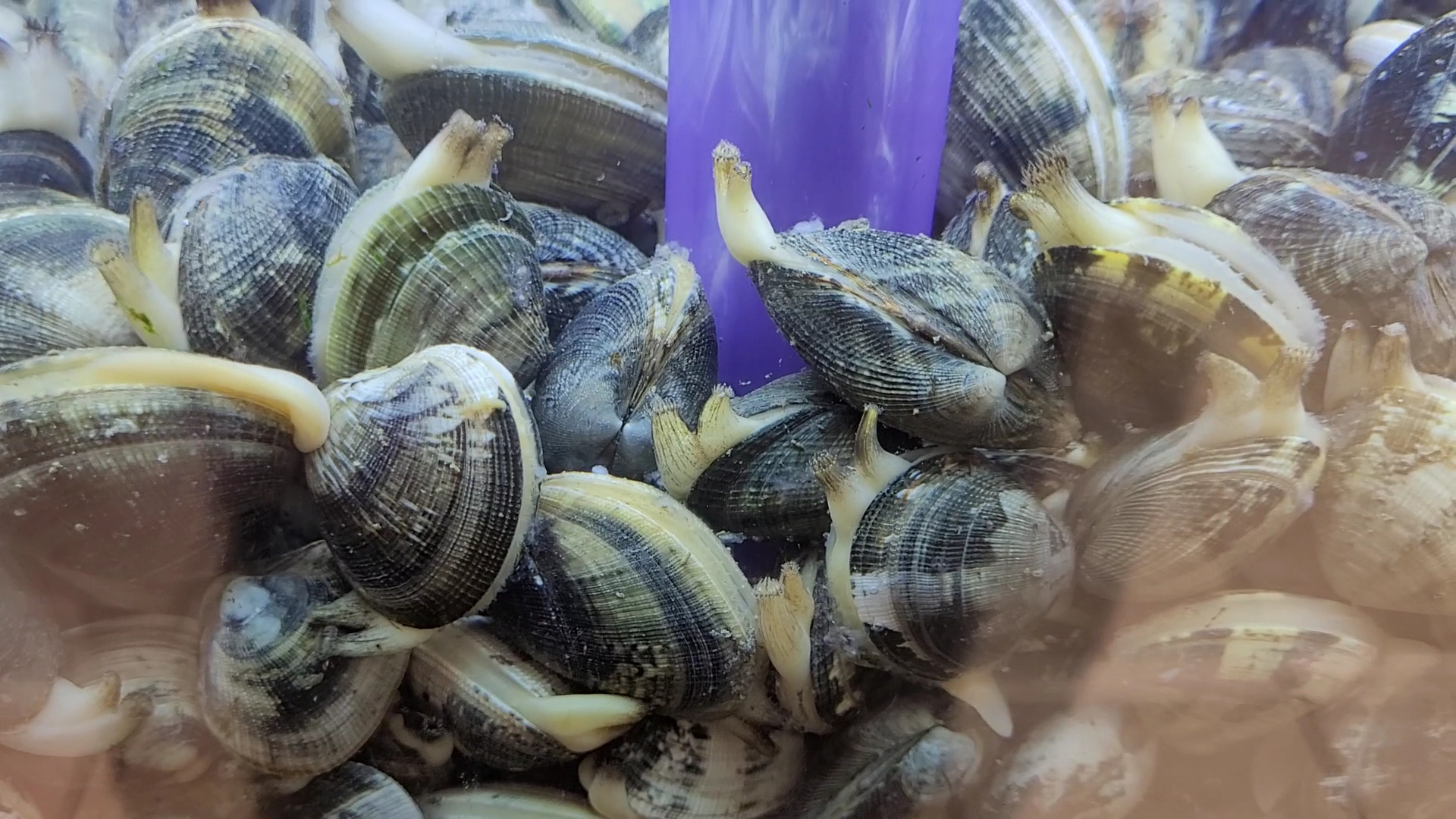 Interspar | Supermercati Pentella