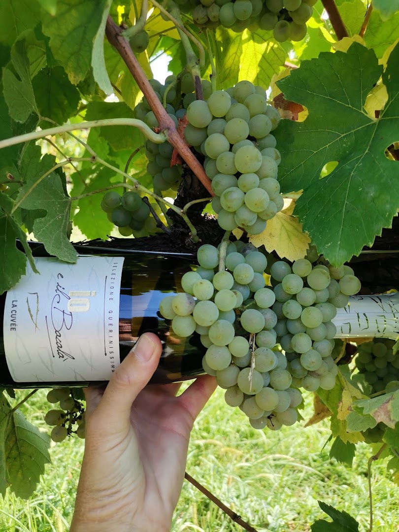 ioMazzucato Cantina Vitivinicola
