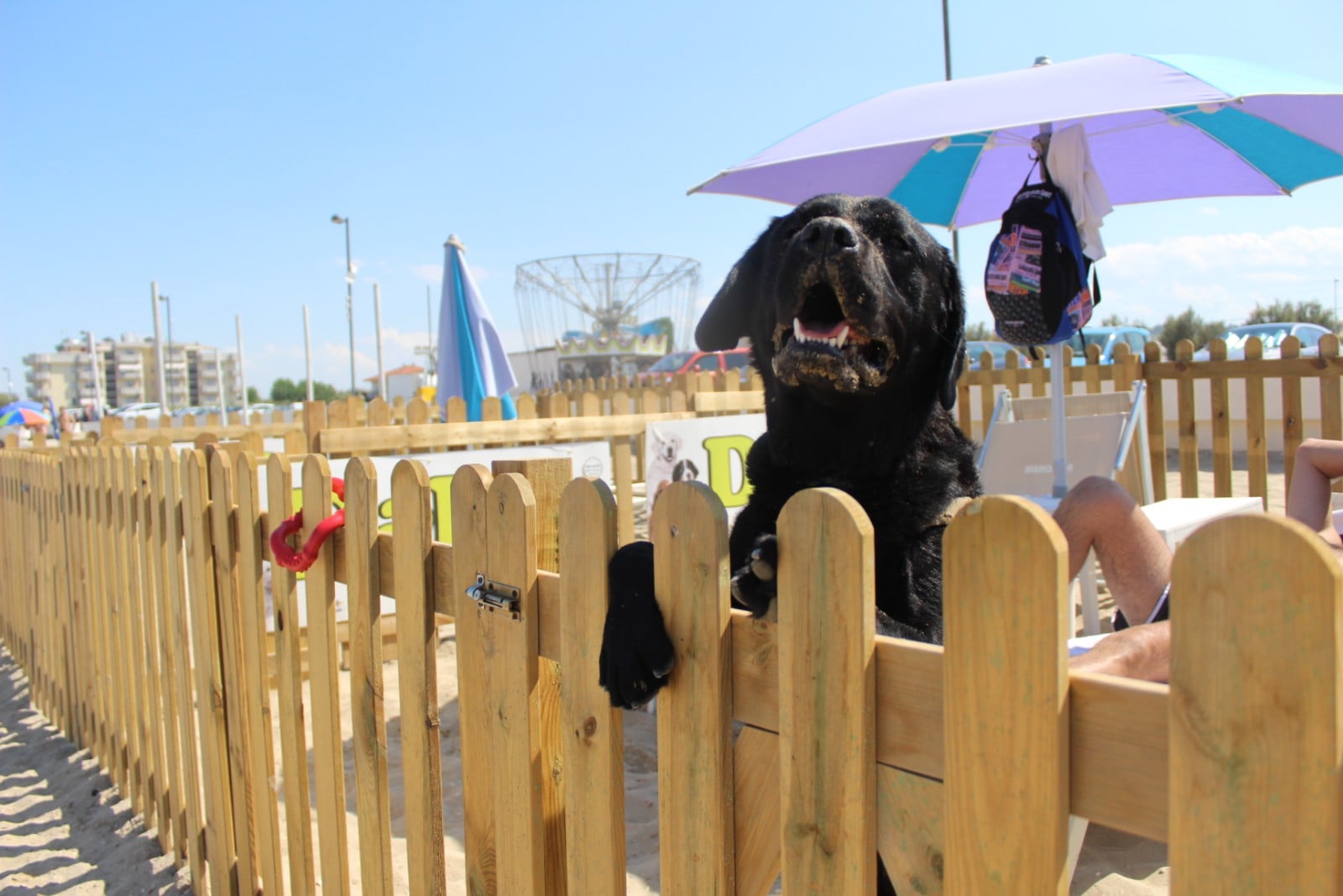 Islamorada - Dog Beach