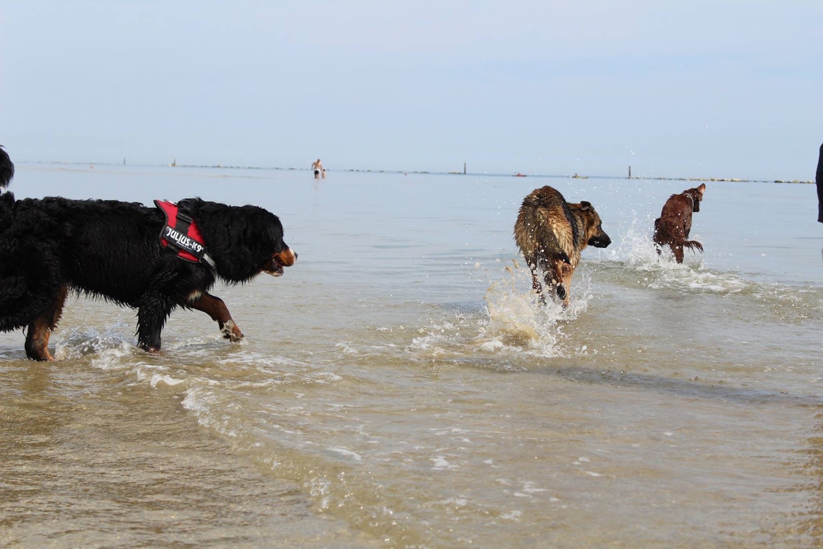 Islamorada - Dog Beach