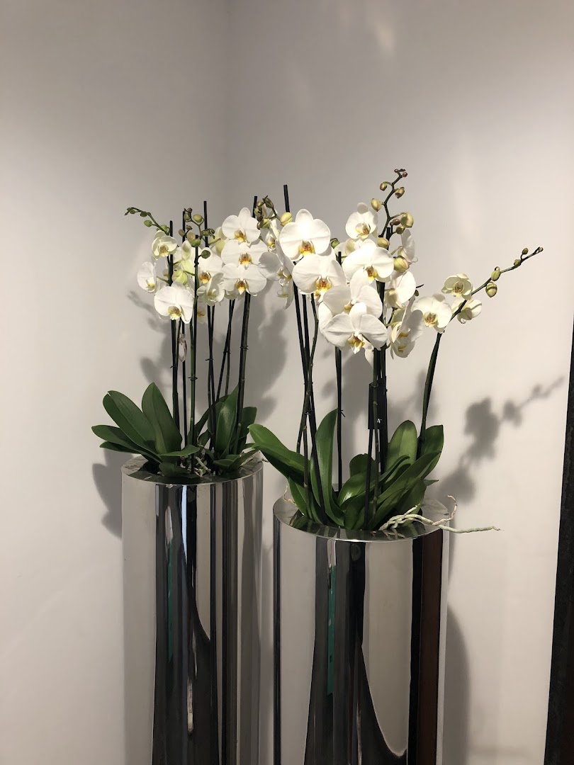 IULIUS CAESAR FLOS