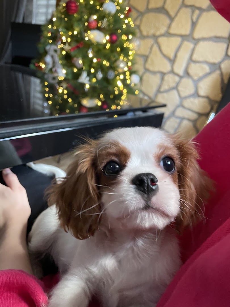Junglegian Snc TOELETTATURA E VENDITA CUCCIOLI
