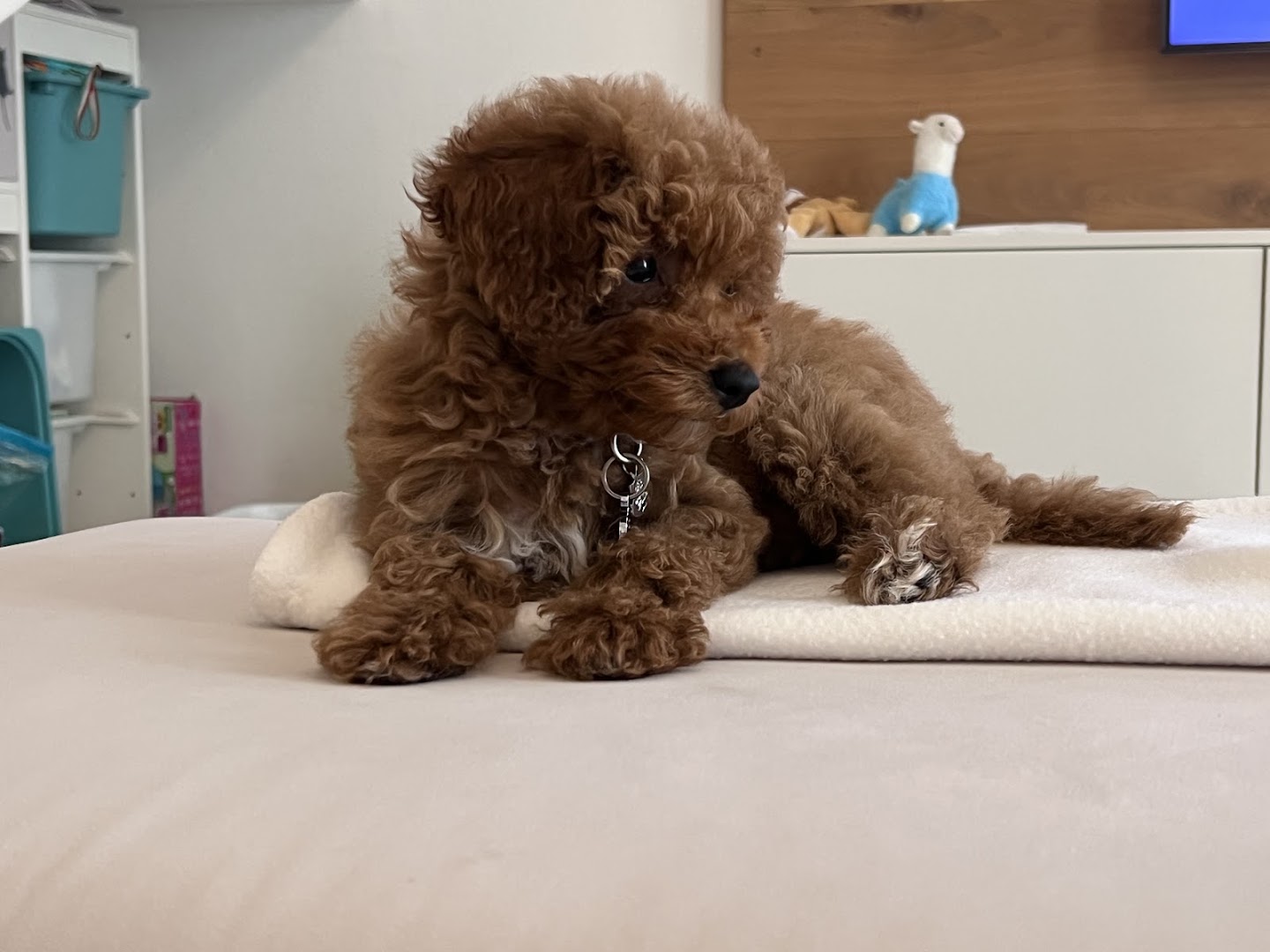 Junglegian Snc TOELETTATURA E VENDITA CUCCIOLI