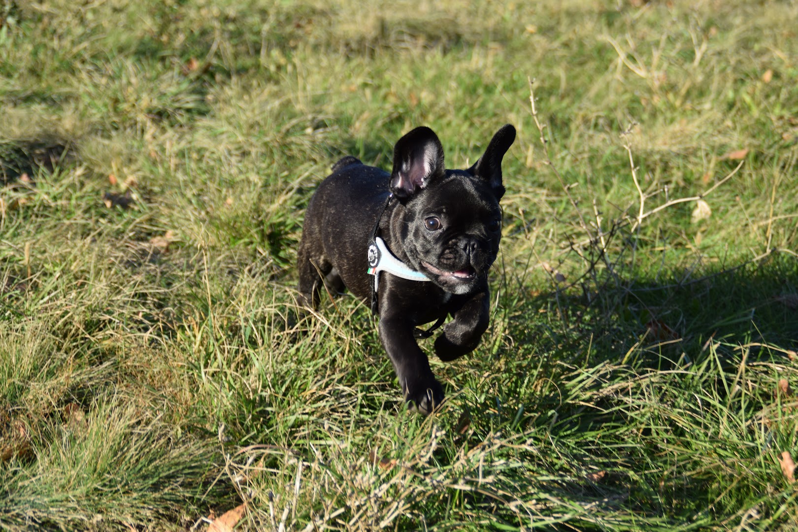 Junglegian Snc TOELETTATURA E VENDITA CUCCIOLI