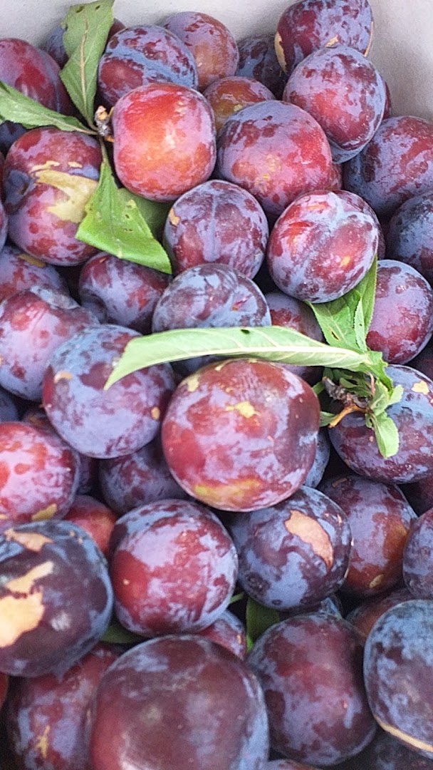 L’angolo della frutta, Taranto