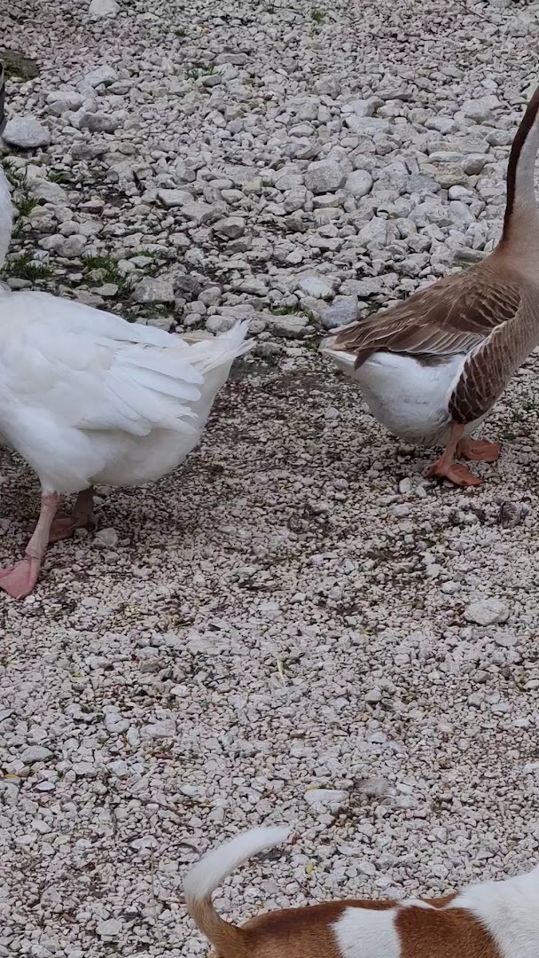 La Fattoria di Morgana