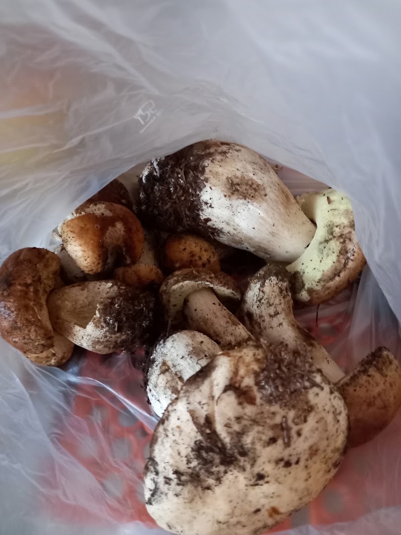 La Foglia Matta, Grugliasco