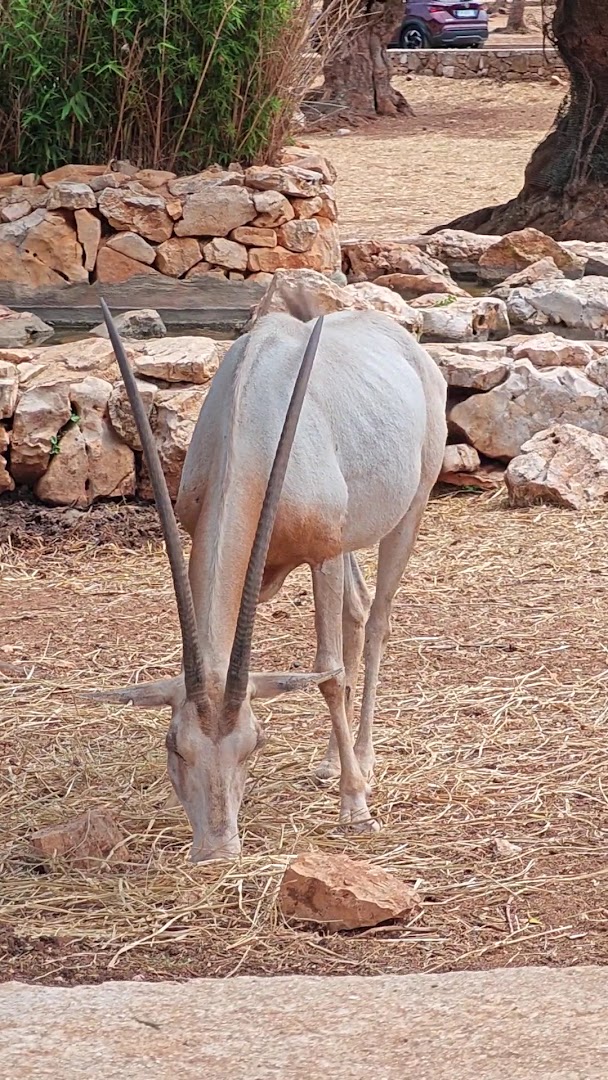 La piccola oasi, Fasano