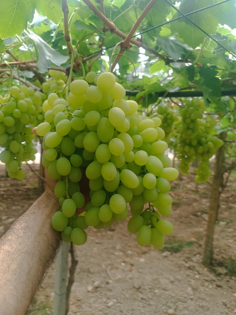 La Primizia