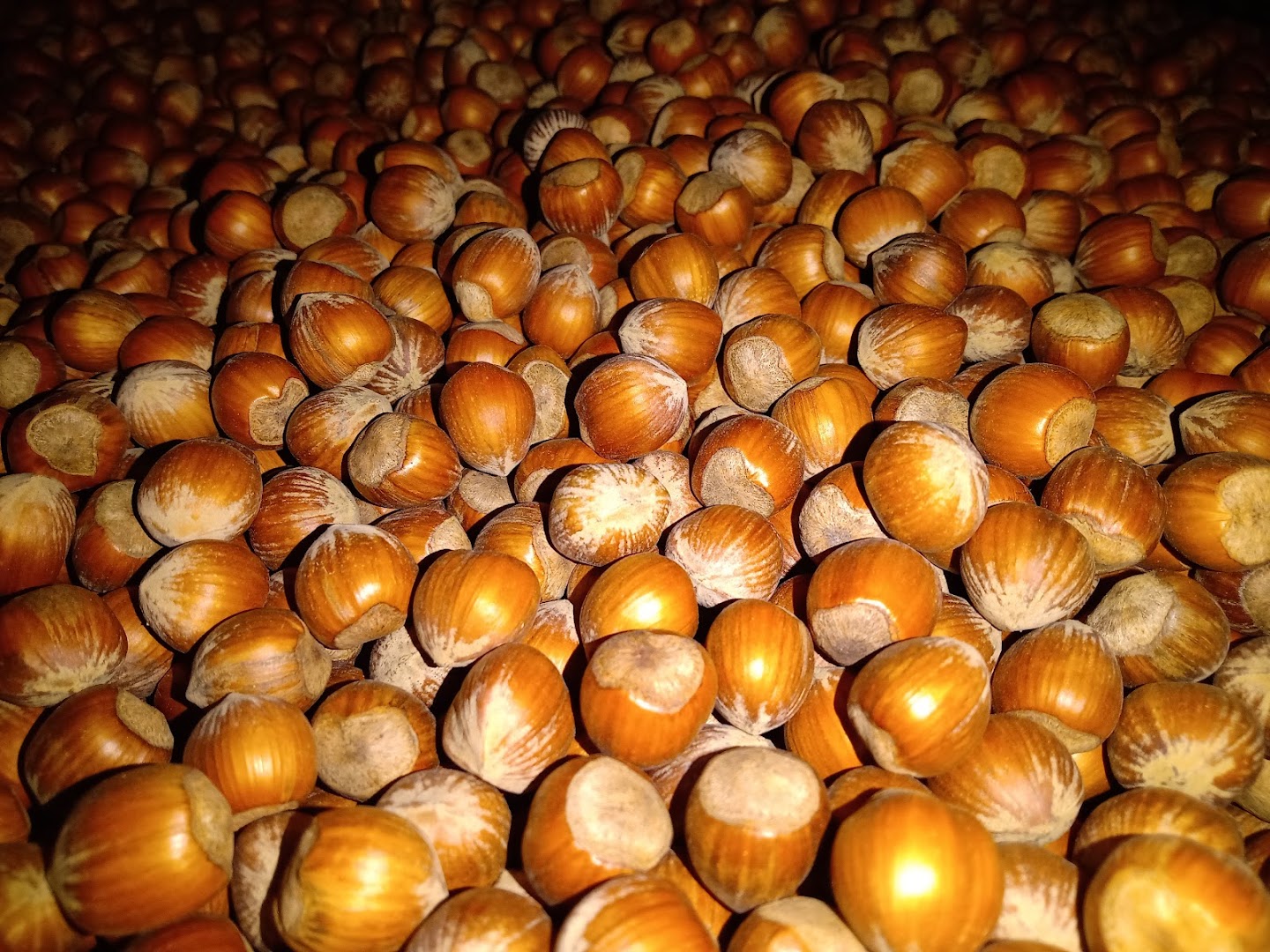 La Regale Nocciole, Sinio