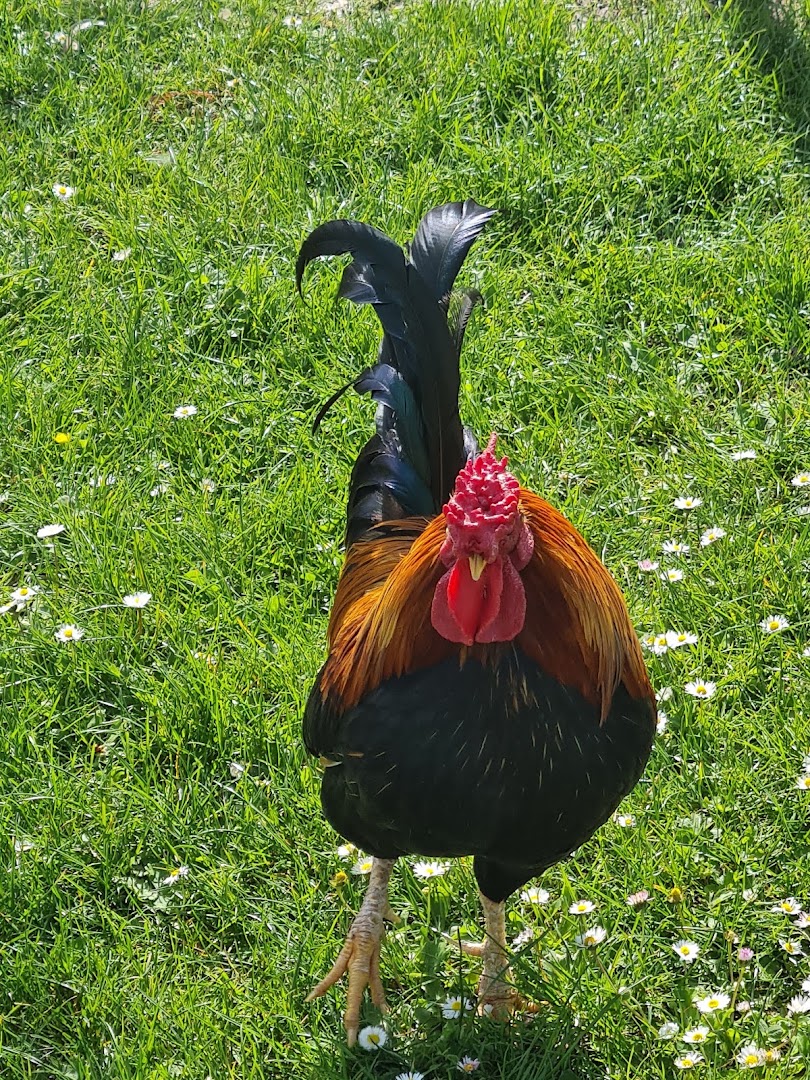 Laghetto di Corticella (Ca' Bura)