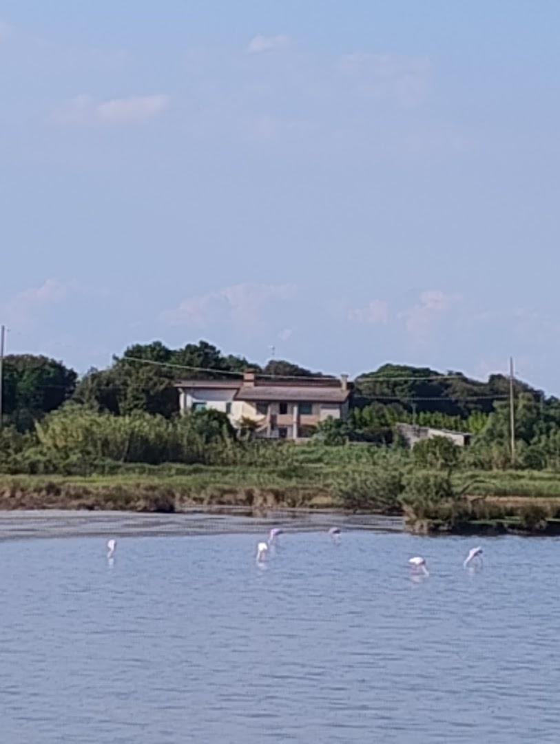 Laghetto Fenicotteri Rosa, Volano