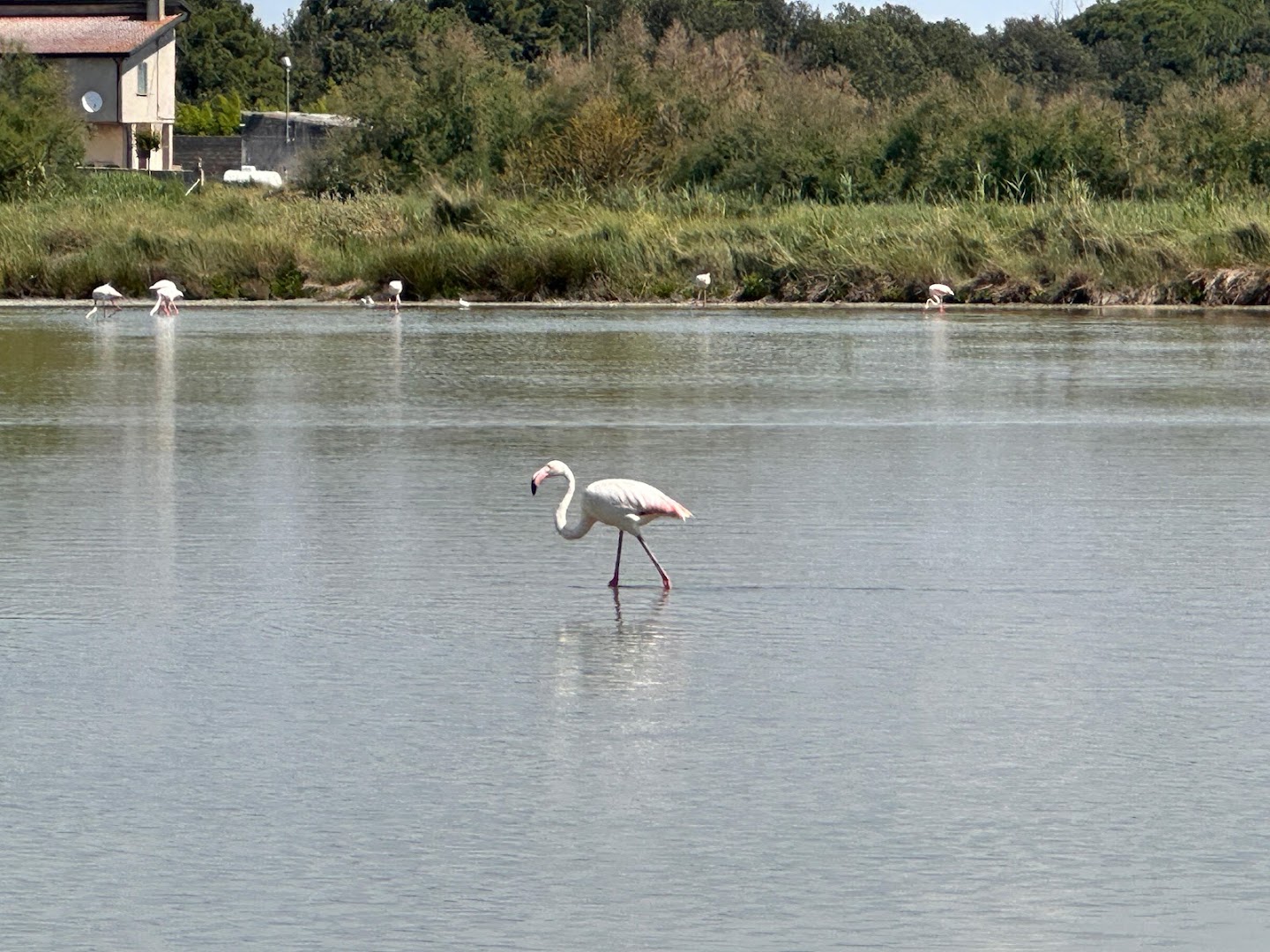 Laghetto Fenicotteri Rosa
