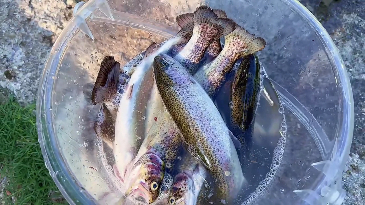 Lago di Legri - Pesca Sportiva