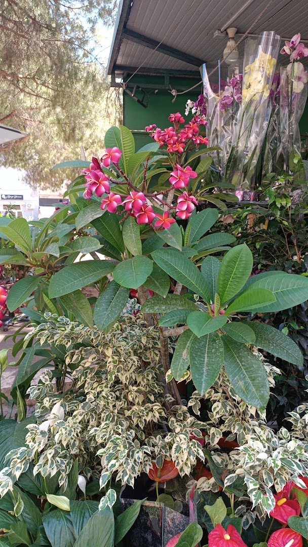 L'Angolo dei fiori