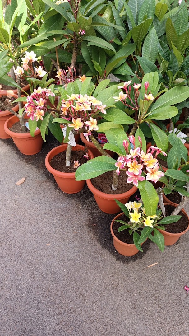 L'Angolo dei fiori