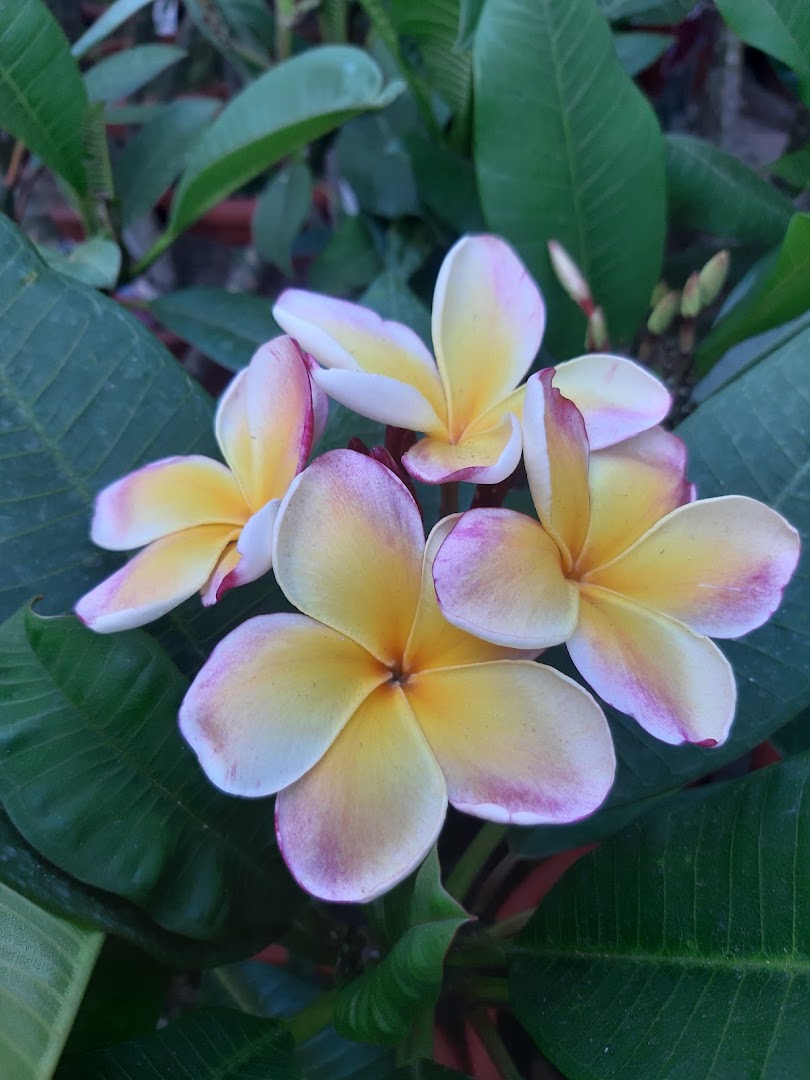 L'Angolo dei fiori