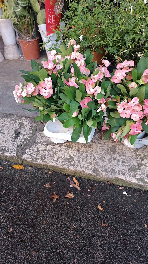 L'Angolo dei fiori