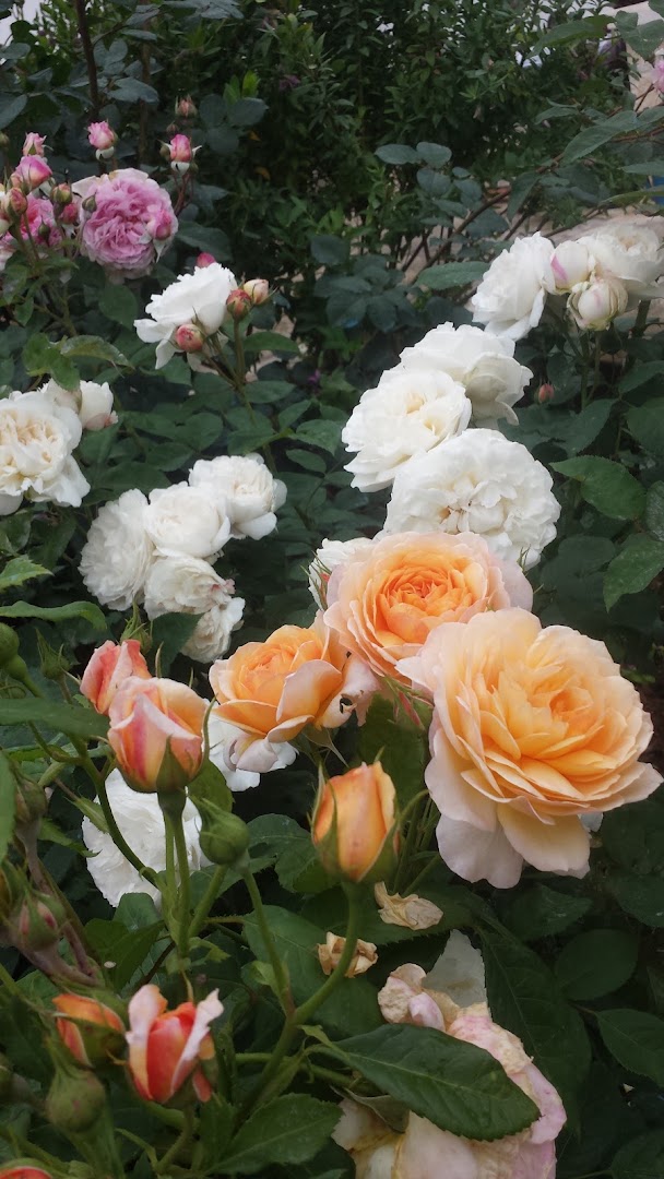 Le Gemelle Floral Designers