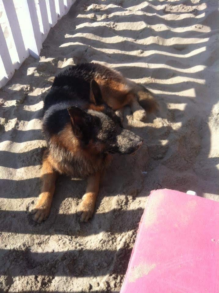 Lido Dubai spiaggia per cani
