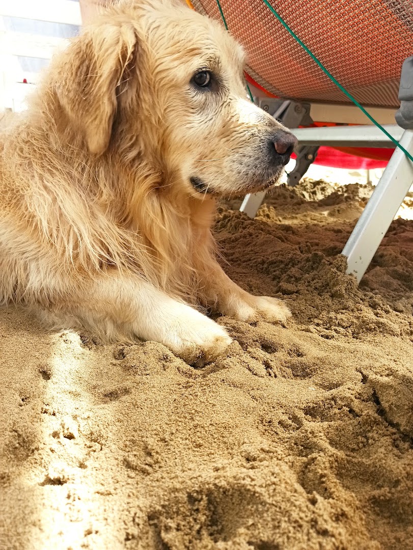 Lido Dubai spiaggia per cani