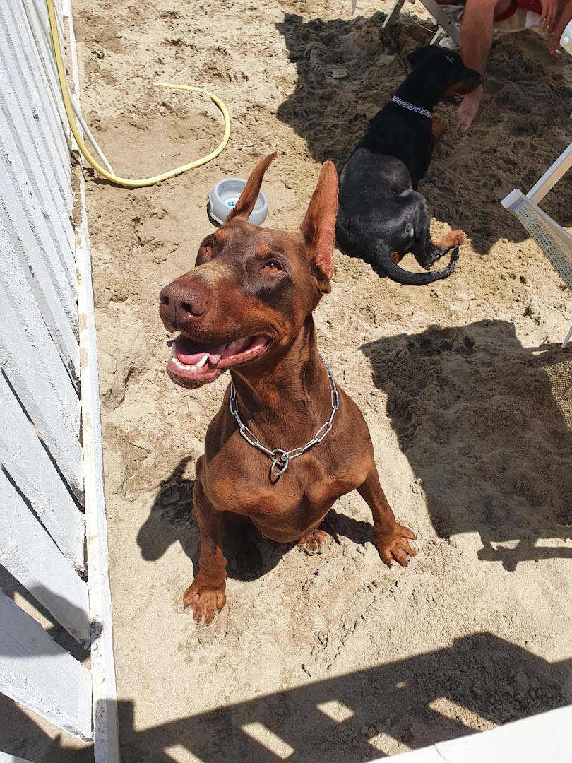 Lido Dubai spiaggia per cani