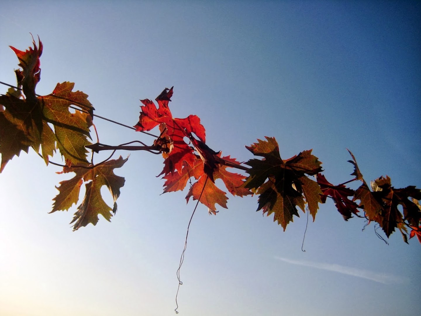 Life Italian Style - Food & Wine Tours in Umbria, Cannara