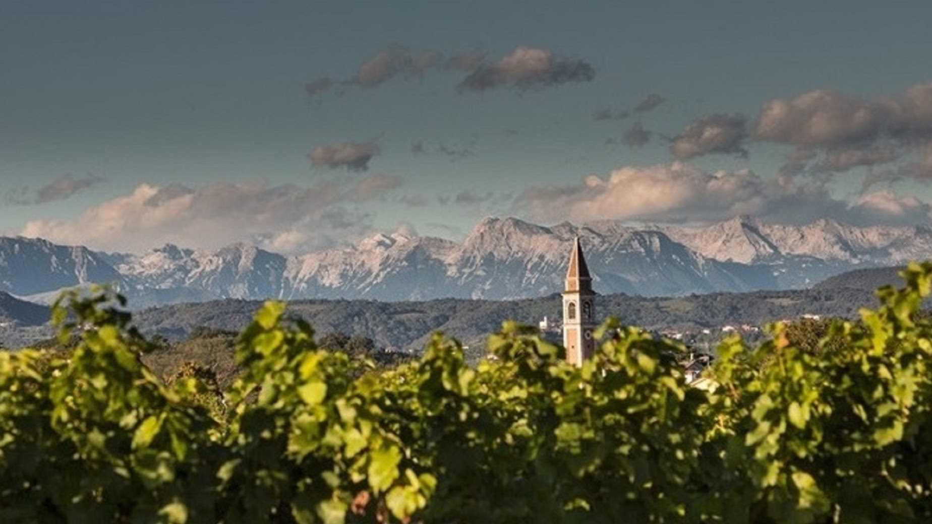 Lis Neris Wines