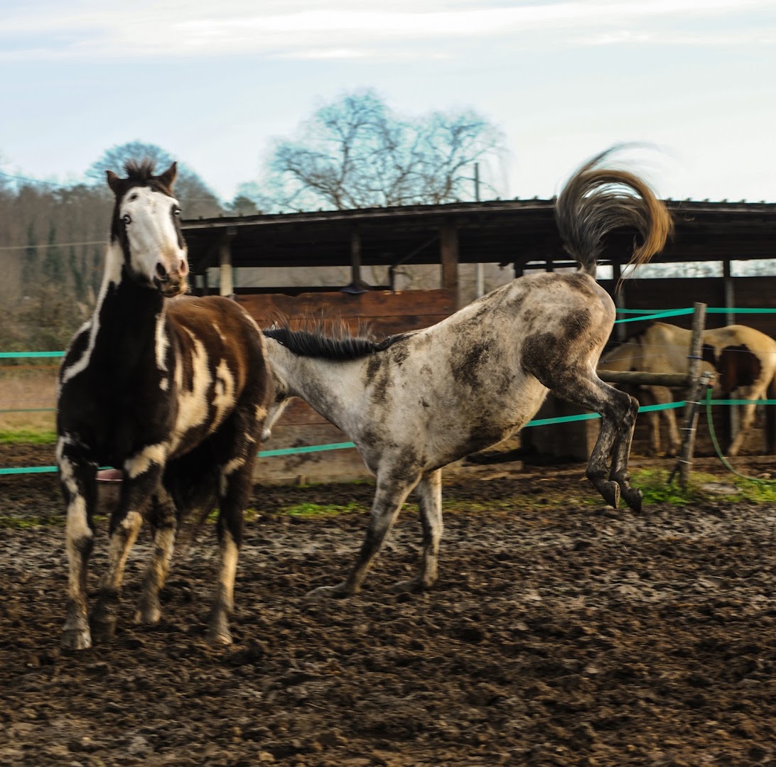 Lischeto Ranch, Santa Croce sull'Arno