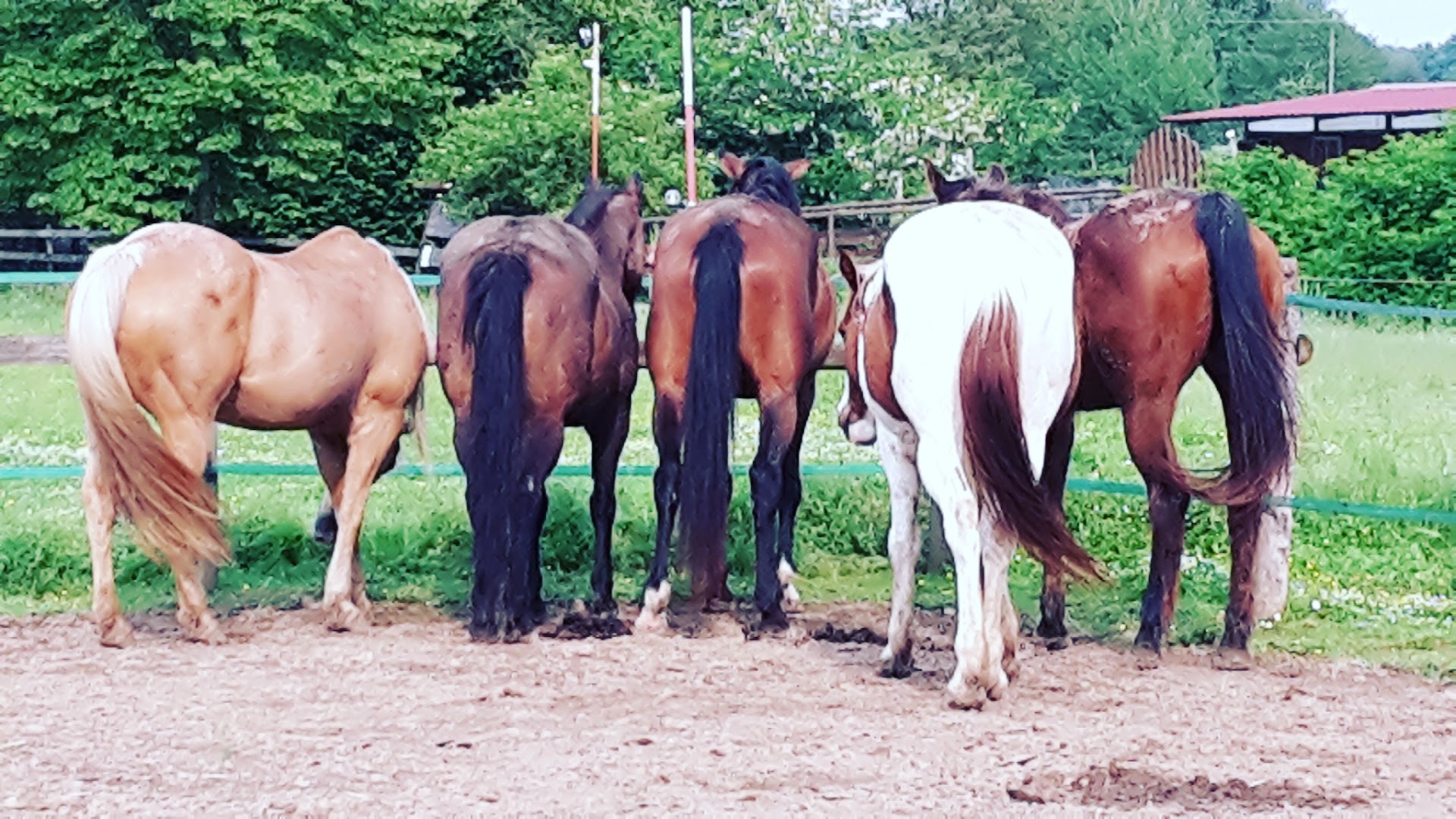 Lischeto Ranch