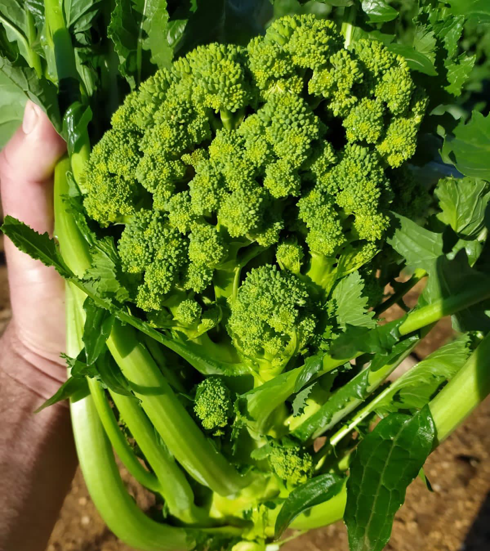 l'oasi della frutta