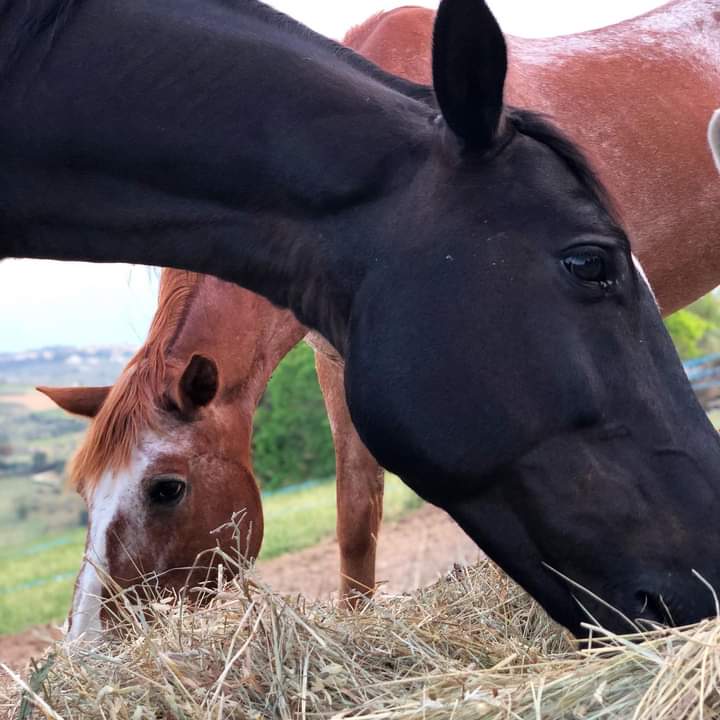 L'oasi delle criniere