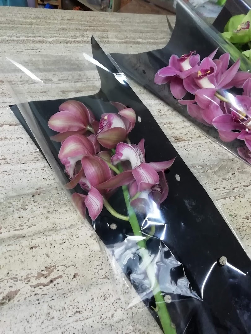 L'Orchidea