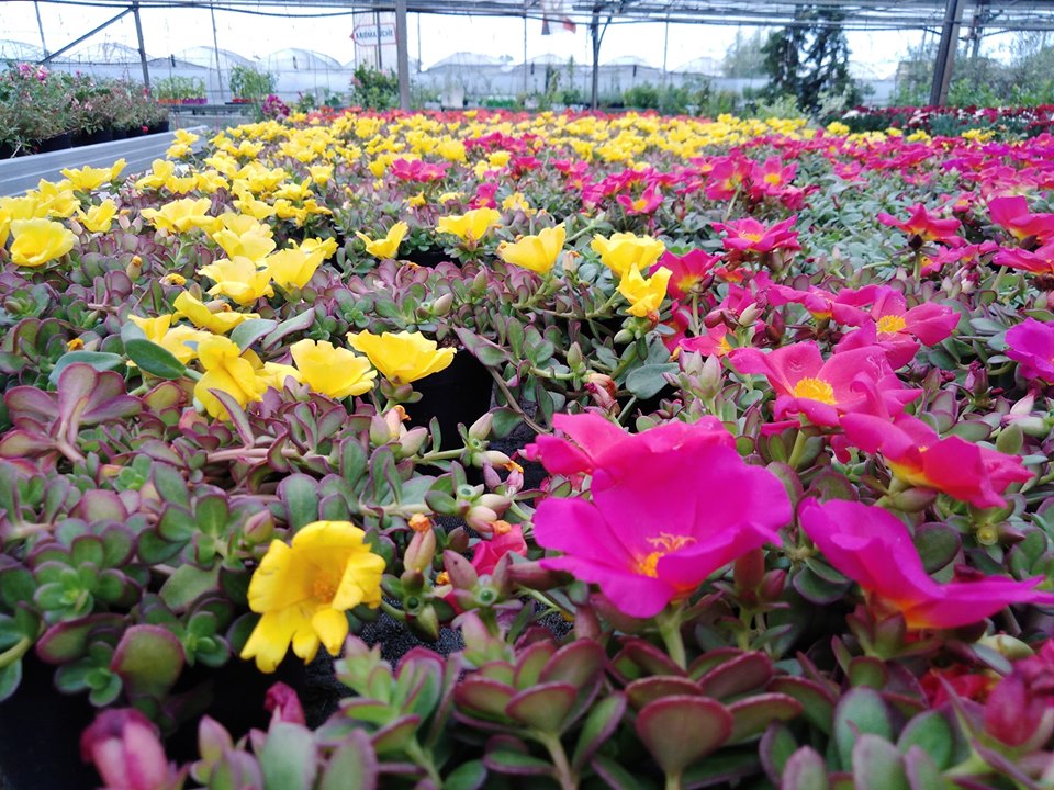 L'Ortoflora Versiliese di Diridoni Daniele, Viareggio