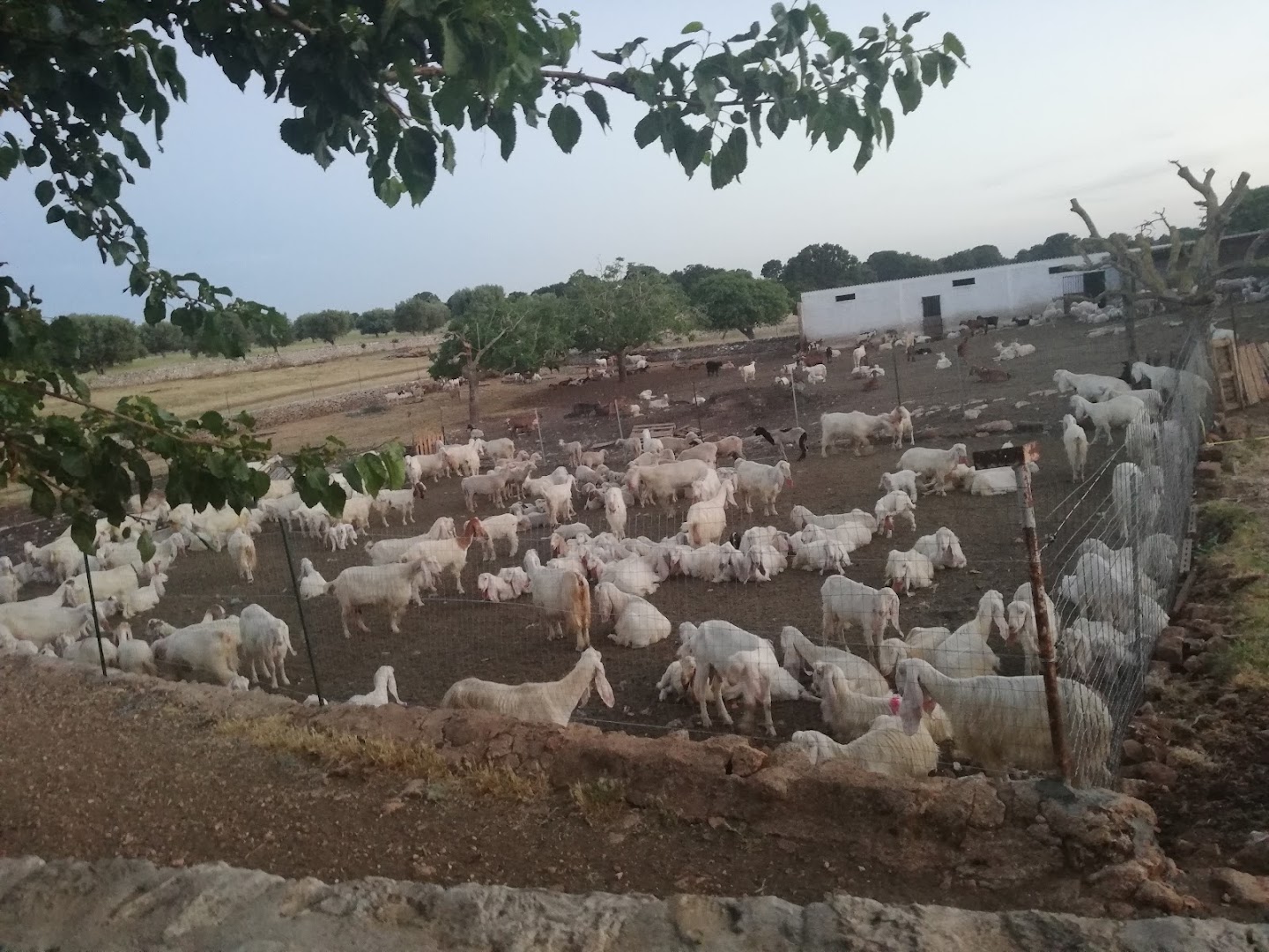 Macelleria Braceria Lisi