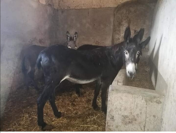 Macelleria Equina Foti Salvatore crudo e cotto servizio a domicilio