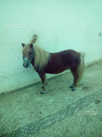 Macelleria Equina Marino
