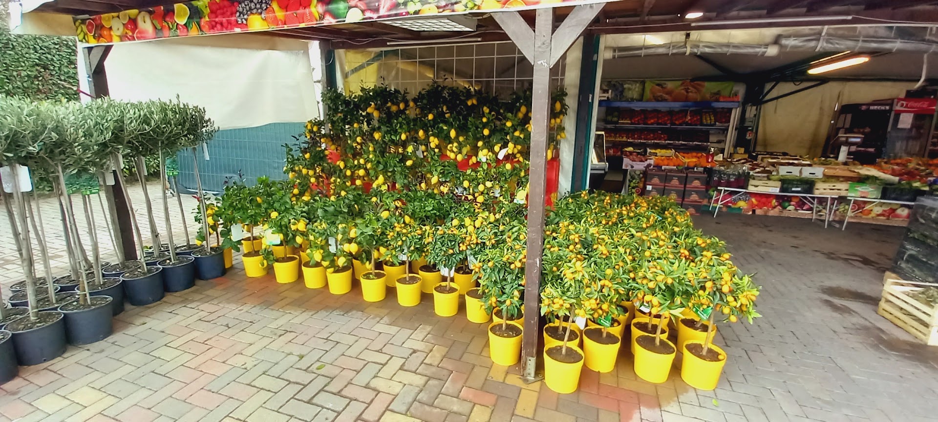 Madfrutt