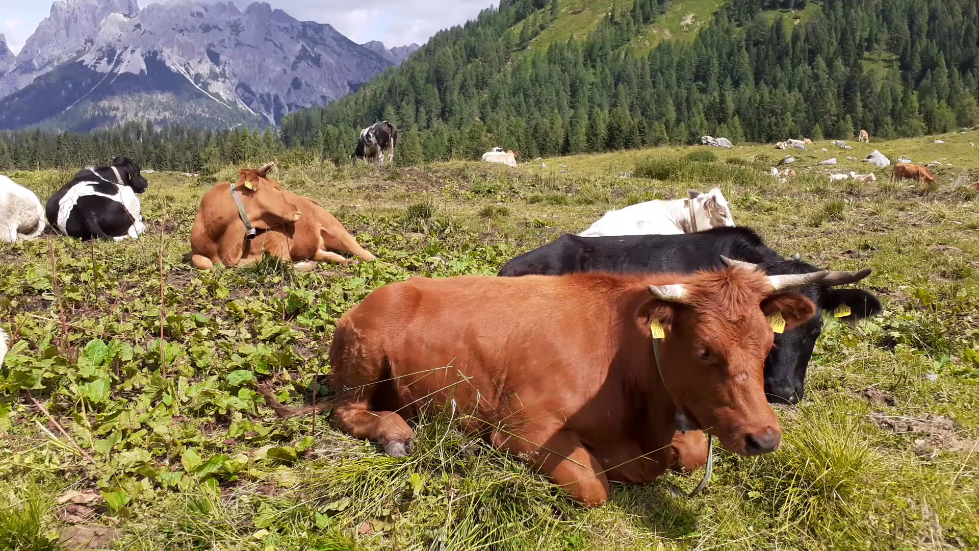 Malga Casera Razzo / Rotze Kose
