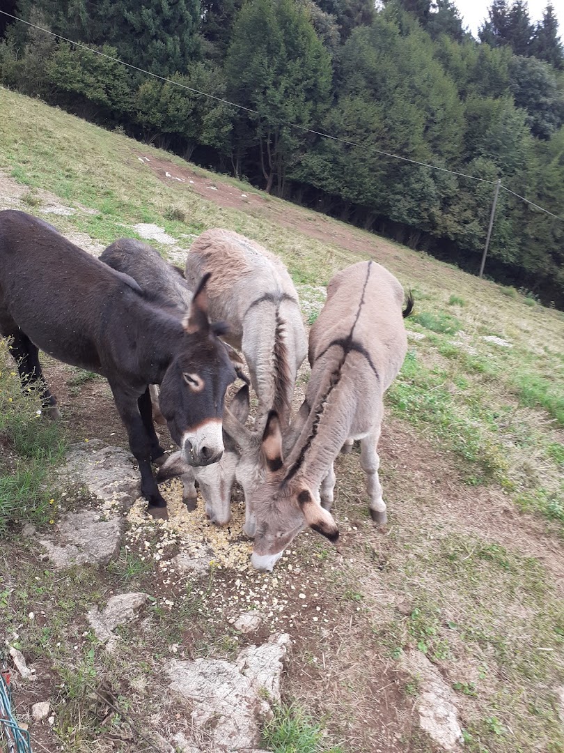Malga Doch, Alano di Piave